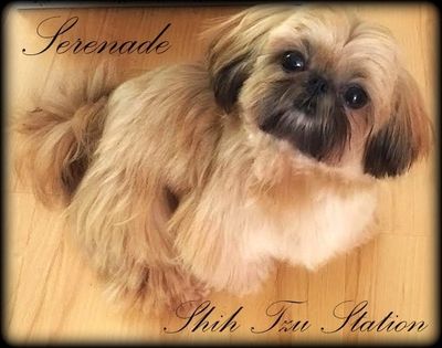 Shih tzu clearance fruits